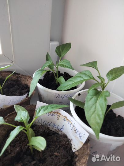 Рассада перцев