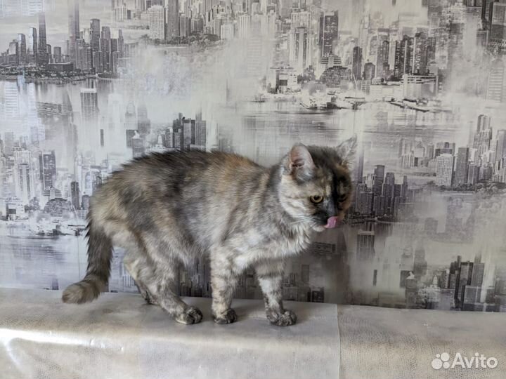 Скоттиш страйт кошка