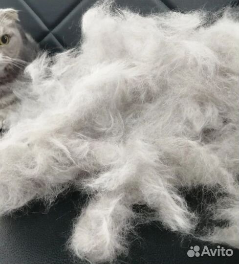 Шерсть кошек