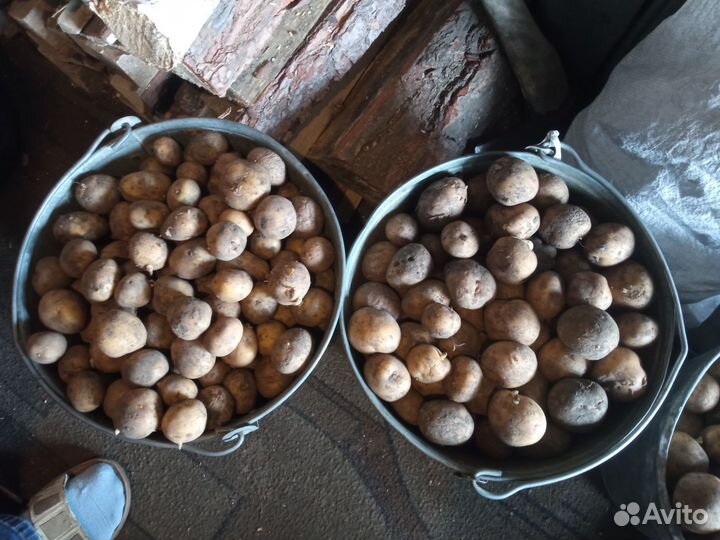 Продам картофель на корм скоту