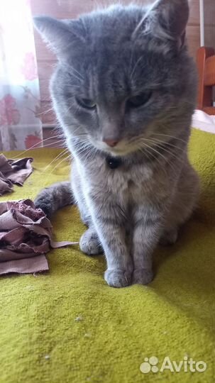 Кошки потерялись