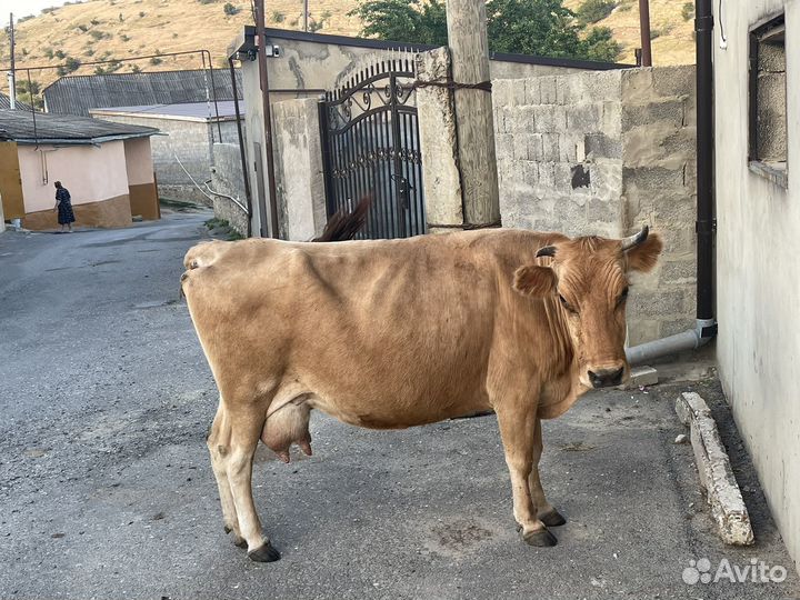 Корова дойная,отел 7 раз,остальные вопросы по тел