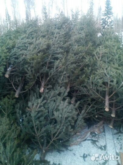 Живая елка, пихта, сосна оптом заготовитель