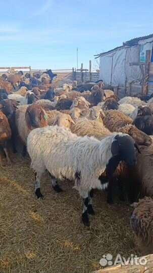 Овцы бараны ягнята