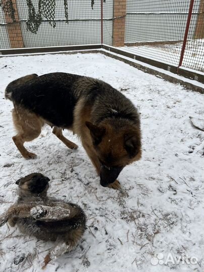 Щенки немецкой овчарки девочки