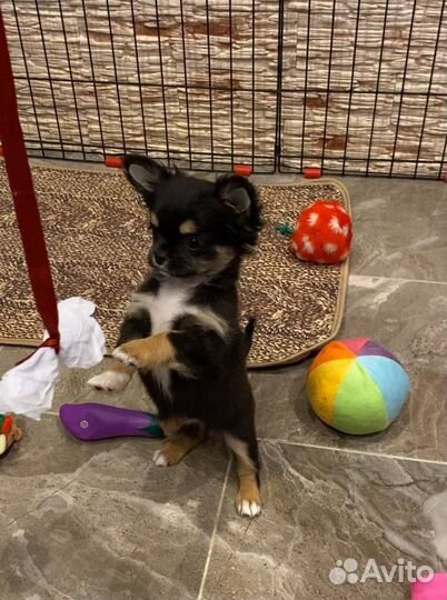 Щенки чихуахуа