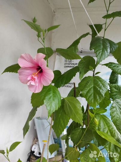 Роза гибискус, комнатные цветы