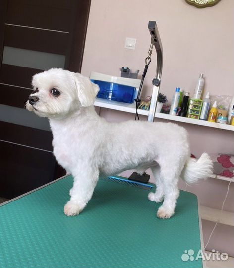 Стрижка собак, кошек