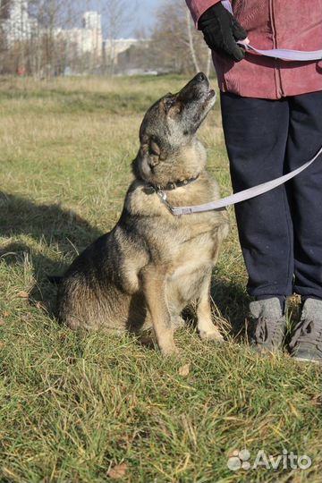 Собака в добрые руки, Дуня
