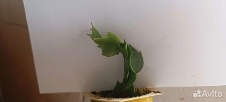 Декабрист шлюмбергера