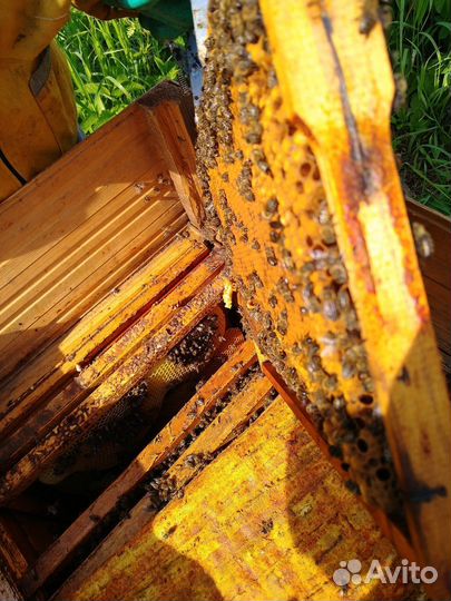 Маточное молочко в маточниках, шприцах Сбор начали