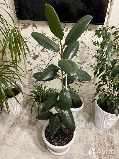 Фикус с крупными листьями