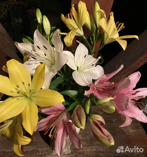 Луковицы лилий несколько