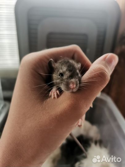 Продам крысят дамбо