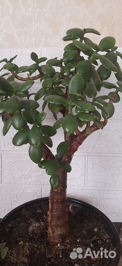 Фикус, эуфорбия