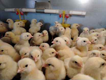 Суточный бройлер, цыплята, Набережные Челны