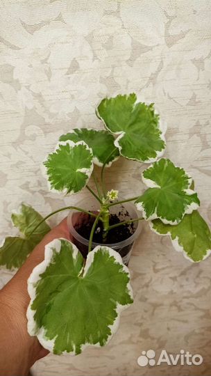 Пеларгония Fir Trees Silver Wedding