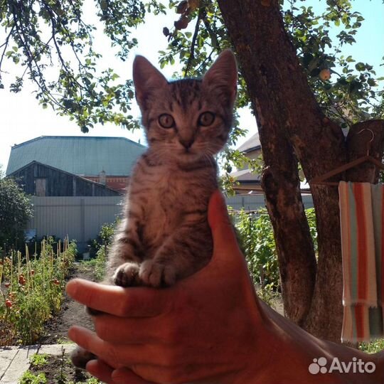 Домашние животные бесплатно котята