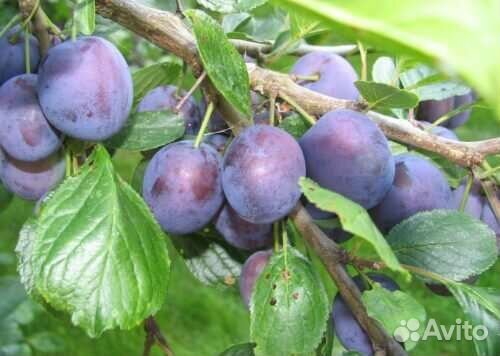 Саженцы сливы Утро и Волжская красавица