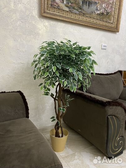 Фикус бенджамина пестролистный