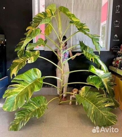 Ароидные новинки