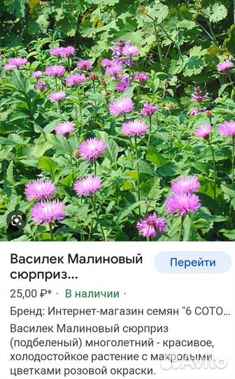 Василёк многолетний