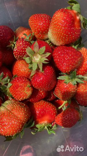 Рассада клубники с окс