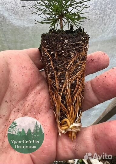 Сеянцы зкс Сосна окс Ель Лиственница Горная