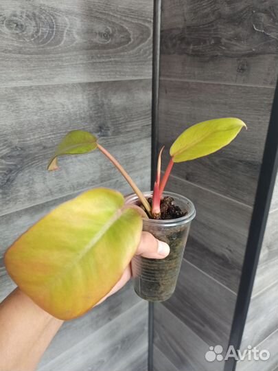 Филодендроны