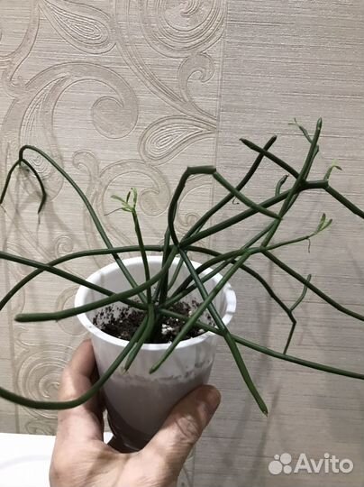 Молочай тирукалли