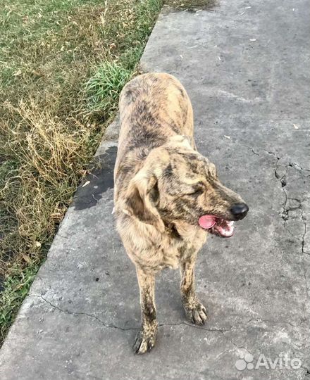 Прекрасная девочка