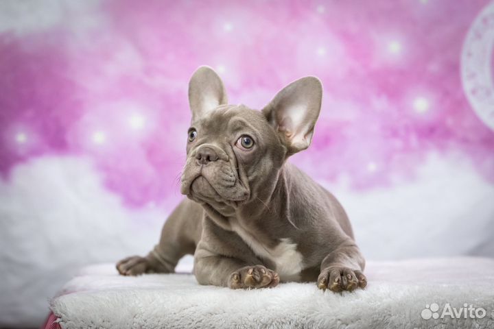 Французский бульдог кобель изабелла
