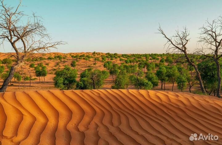 Турпутевка в Рас-Эль-Хайму на 7 нч. завтраки