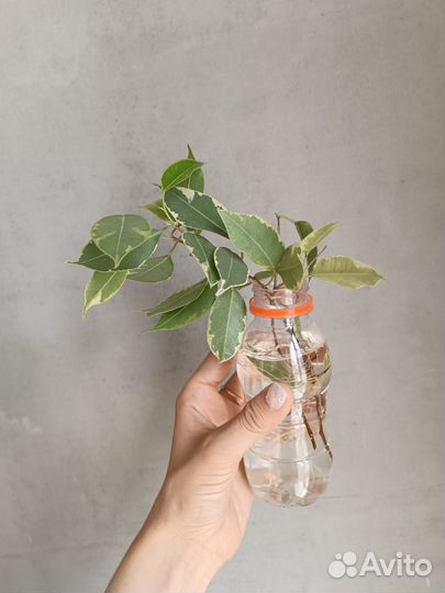 Фикус бенджамина пестролистный