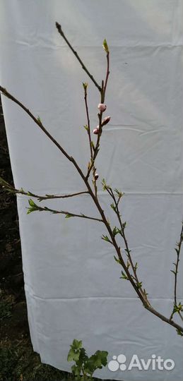 Саженцы персика некторин