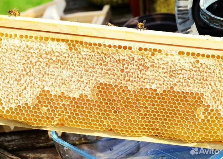 2024 Мёд натуральный из Алтая опт