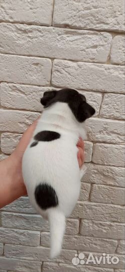 Щенки чихуахуа