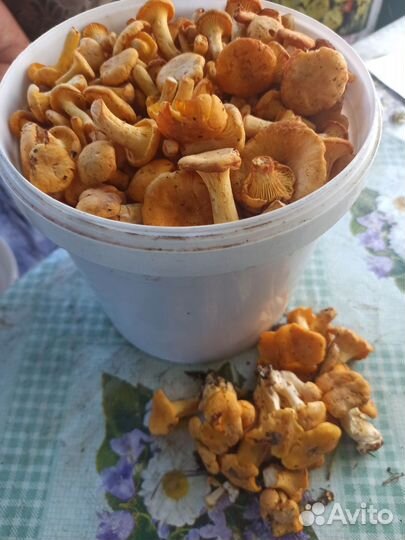 Лисички, Белые