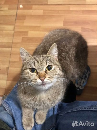 Котята и кошки