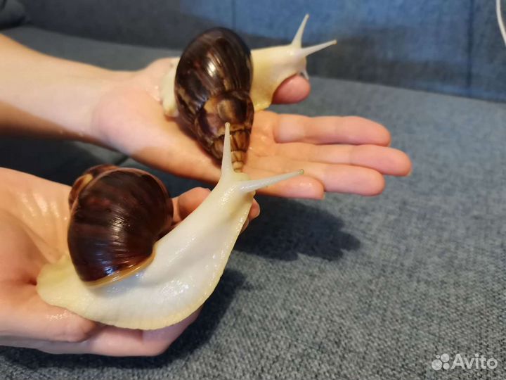 Улитка Ахатина