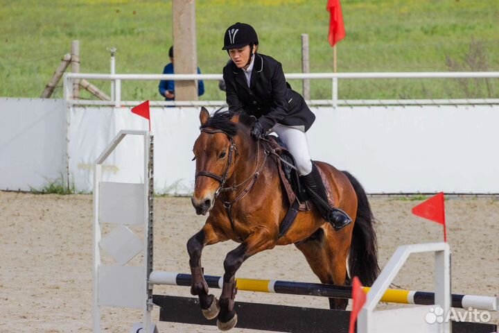 Продам жеребца