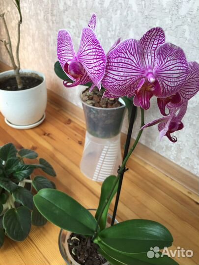 Уборка квартир и домов. Химчистка мягкой мебели