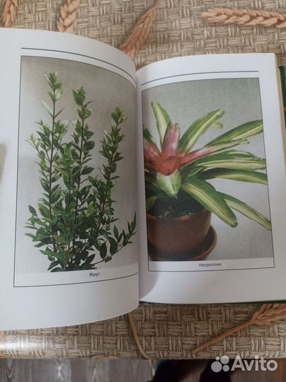 Справочник Комнатные растения