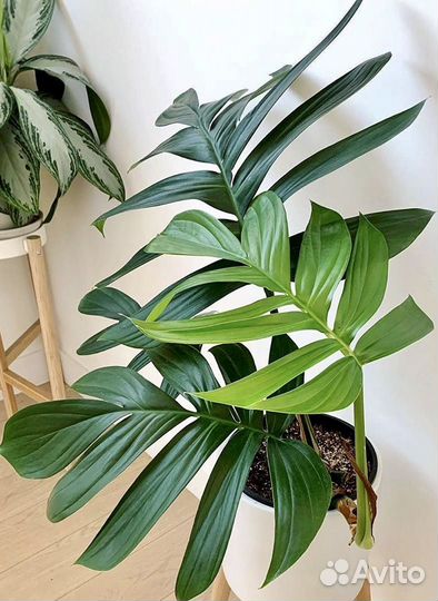 Филодендрон Рафидофора Декурсива,Одри