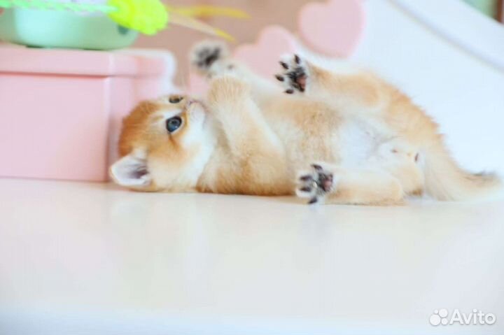 Британский мальчик. Золотая шиншилла