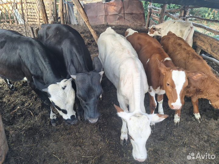 Бычки и телочки