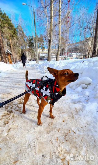 Кобель цвергпинчер вязка