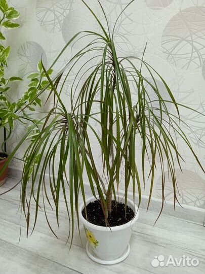 Молоденькая пушистая драцена высота 65см