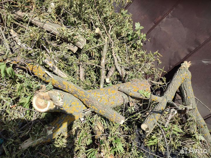 Дрова бесплатно самовывоз