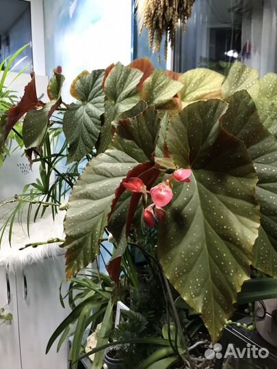 Бегония коралловая